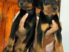 Doberman Puppy
