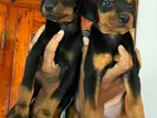 Doberman Puppies