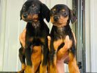 Doberman Puppies