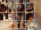 Doberman Puppies