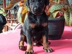 Doberman Puppy