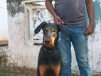 Doberman Puppy