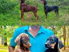 Doberman Puppies