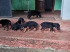 Doberman Puppys