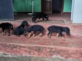 Doberman Puppys