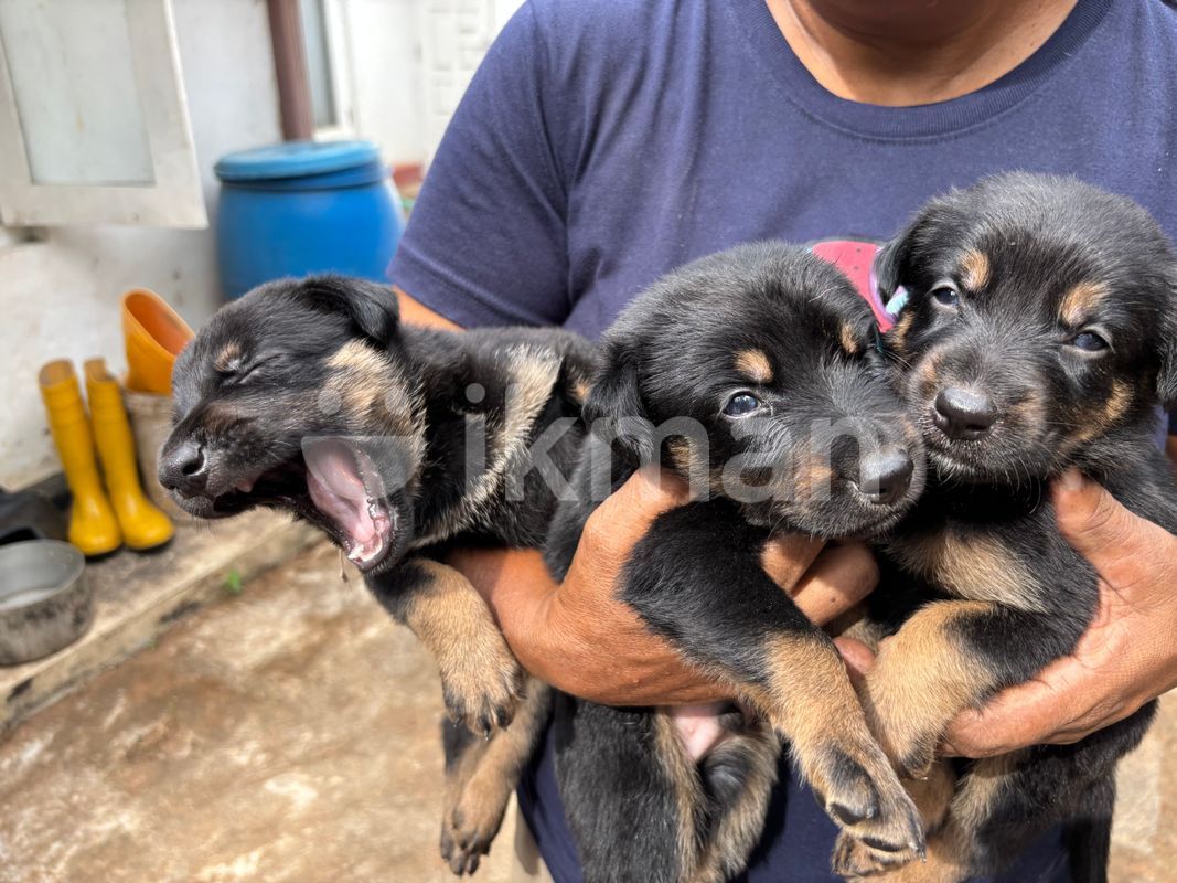Chocolate Tri Border Collie Chocolate Merle Border Collie Shop