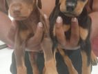 Dobermann Puppies