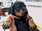 Doberman Puppies