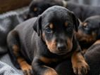 Doberman Puppies