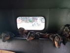 Dobermann Puppies