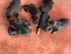 Dobermann Puppies