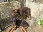 Dobermen Couple