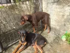 Dobermen Couple