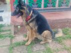 German Shepherd Dog for Kind Home