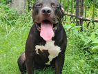 American Bully Puppy