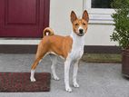 Basenji Dog