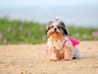 Shih Tzu Puppy