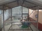 Dog Cage