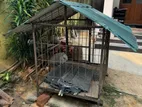 Dog Cage