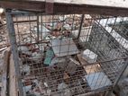 Dog Cage