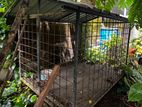 Dog cage