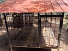 Dog Cage