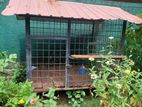 Dog Cage