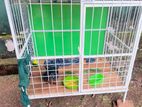 Dog Cage