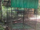Dog Cage