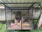 Dog Cage