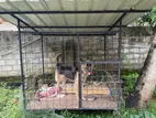 Dog Cage