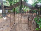 Dog Cage