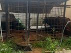 Dog Cage