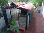 Dog Cage