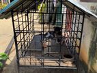 Dog Cage