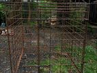 Dog Cage