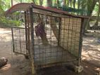 Dog Cage