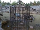 Dog Cage