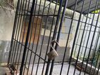 Dog Cage