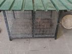 Dog Cage