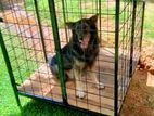Dog Cage