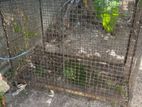 Dog Cage