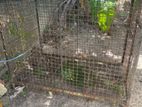 Dog Cage