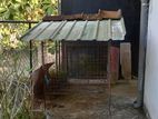 Dog Cage