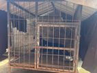 Dog Cages