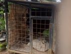 Dog Cage