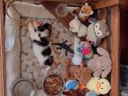 Dog Cages