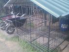 Dog Cages