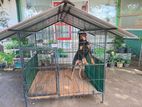 Dog Cages Large