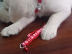 Dog Colller